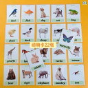 知育 カード 英語 フラッシュ 動物 子供 絵 単語 早期 教育 教材 視覚 学習 トレーニング 男の子 女の子 プレゼント 大きめサイズ