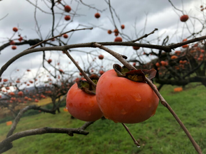 滋賀県高島市産 富有柿のドライフルーツ 40g(国産 柿　ドライフルーツ 無添加 食べきりサイズ ゆうパケット便)