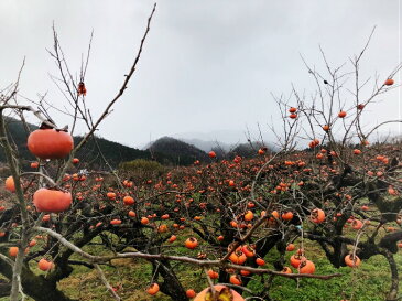 滋賀県高島市産 富有柿のドライフルーツ 40g(国産 柿 ドライフルーツ 無添加 食べきりサイズ ゆうパケット便)