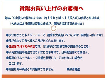 今から予約!?★ 高級プラム 貴陽 約1.2kg(8〜11玉)★ 「記憶に残る味」とプラムファンの間でささやかれるお味、是非一度お試しください! 税込・送料込み(一部地域を除く)今年の発送は7月下旬になります。お楽しみに! お中元 暑中見舞い 残暑見舞い