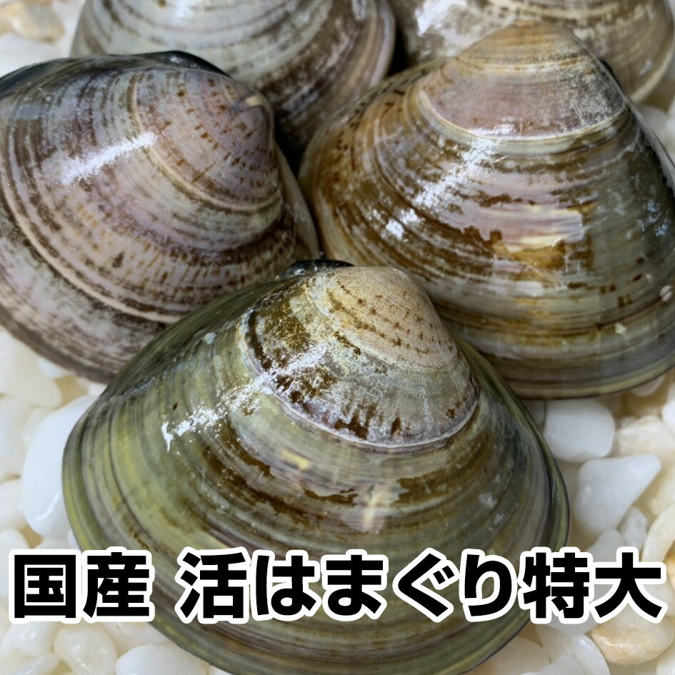 【母の日 父の日 ギフト バレンタインデー 初節句】★国産 活はまぐり★(特大)1.5kg 駿河湾産とれたて直送鮮度抜群!(1/2-1/7は発送・日時指定ともに承っておりません) 【ランキング上位入賞】お食い初め 鯛 蛤 ハマグリ お試し 保存食 お買得 まとめ買い お取り寄せ