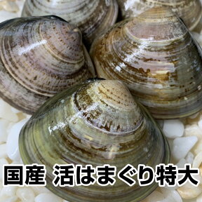 【母の日 父の日 お中元 誕生日プレゼント ギフト 御中元】★国産 活はまぐり特大5kg50個前後★とれたて直送！BBQにも大人気【ランキング入賞】（1/2〜1/7の発送・日時指定ともに承っておりません）