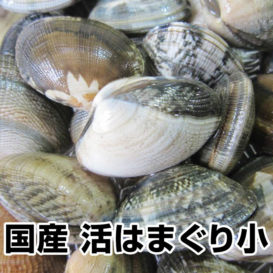 【母の日 父の日 ギフト バレンタインデー 初節句】★国産 活はまぐり(小)1kg★送料無料 駿河湾産 鮮度抜群【ランキング入賞】(1/2-1/7は発送・日時指定ともに承っておりませんのでご了承下さい) お試し 保存食 お買得 まとめ買い お取り寄せ お取り寄せグルメ