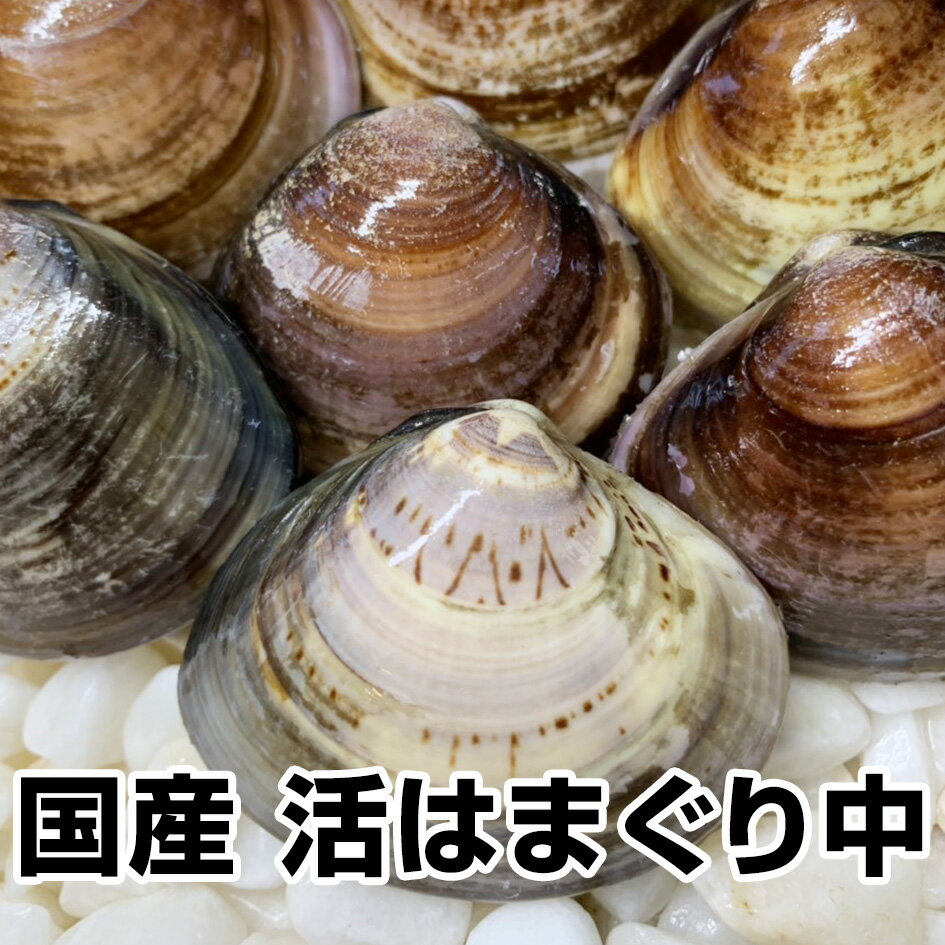 【母の日 父の日 ギフト バレンタインデー 初節句】★国産 活はまぐり中1kg★鮮度抜群(1/2-1/7の発送・日時指定ともに承っておりません)【ランキング上位入賞】お食い初め 鯛 蛤 ハマグリ お試し 保存食 お買得 まとめ買い お取り寄せ お取り寄せグルメ