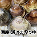 【母の日 父の日 お中元 誕生日プレゼント ギフト 御中元】★国産 活はまぐり(中)2kg 駿河湾産 鮮度抜群 送料無料(一…