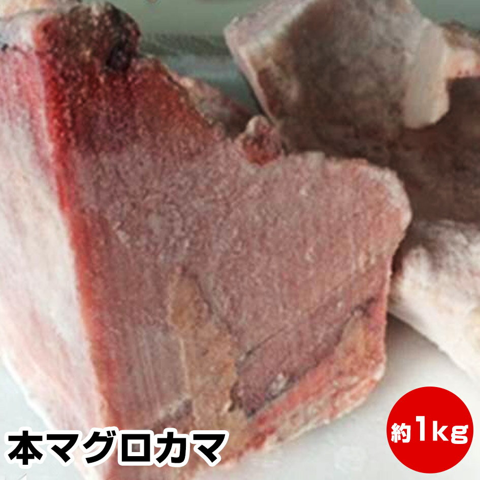 買い回り期間限定 最大P10倍 要エントリー★本マグロカマ 約1kg★脂のり抜群！破格の価格でご提供！まぐろ 鮪 かま 一番人気！まぐろの王様「本鮪」のカマ！BBQの主役にもなりえます