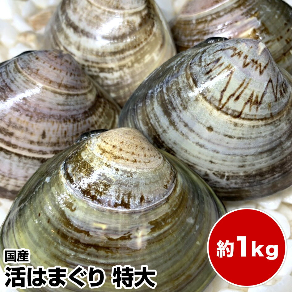 商品情報 商品名 活生はまぐり 大内容量 約1kg（10個前後入り）産地 駿河湾（静岡県）養殖・解凍 天然活生消費期限 目安として商品到着より5日間保存方法 冷蔵保存&#13;&#13; &#13;★国産 活はまぐり特大1kg10個前後★とれたて直送！BBQにも大人気【ランキング入賞】（7/26〜9/15の発送・日時指定ともに承っておりません）お食い初め 鯛 蛤 ハマグリ 誕生日プレゼント お歳暮 　お年賀 父の日 母の日 敬老の日 贈り物 内祝 還暦祝 とにかくBIG！　蛤　手土産 ゴルフコンペ 賞品 百寿 古希 喜寿 傘寿 米寿 卒寿 白寿 誕生日祝 結婚祝 出産祝 新築祝 お正月 1〜5営業日以内に発送（日時指定可） 1 用途：お中元 御中元 母の日 父の日 高級 ギフト 贈り物 福袋 景品 内祝 手土産 ゴルフコンペ 賞品 誕生日祝 結婚祝 出産祝 新築祝 誕生日プレゼント 還暦祝 お歳暮 御歳暮 暑中見舞い 残暑見舞い 寒中見舞い 父の日ギフト 母の日ギフト 敬老の日 お年賀 御年賀 お年玉 香典 香典返し 御供 お供え お彼岸 御彼岸 御年玉 百寿 古希 喜寿 傘寿 米寿 卒寿 白寿 茶寿 寿福 賀寿 クリスマス 県民ショー 県民show 土用の丑の日 実用的 うなぎ 鰻 酒 かわいい 早割 スイーツ アイスクリーム ビール 菓子 和菓子 洋菓子 ハム ラッピング ギフトセット ギフトボックス ペアギフト 食べ物 孫 曾孫 曽孫 ひ孫 1人用 一人用 2人用 二人用 少量 味噌 出汁 漬物 静岡県名産 おせち お節 御節 成人式 ひな祭り 端午の節句 バレンタイン 義理チョコ ホワイトデー 子供 お返し 小学生 プチギフト 退職 御礼 お礼 お菓子 送別会 ありがとう お世話になりました コロナ 訳アリ 訳あり 応援 高級食材 コロナ応援 バナナマン せっかくグルメ プレゼント 惣菜 お魚ボックス おさかなBOX バレンタインデー ホワイトデー