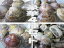国産★貝類豪華たっぷり4点セット★はまぐり大1kg+ハマグリ中1kg+蛤(小)1kg+浜名湖産高級あさり大1kg(7/26〜9/15の発送・日時指定ともに承っておりません)お食い初め 鯛 蛤 ハマグリ お中元 お歳暮 早割り 景品 お年賀 敬老の日 ギフト 贈り物 暑中見舞い 残暑見舞い