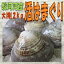 ★国産 活はまぐり特大2kg20個前後★とれたて直送!BBQにも大人気【ランキング入賞】(7/26〜9/15の発送・日時指定ともに承っておりません)お食い初め 鯛 蛤 ハマグリ お歳暮 御歳暮 お年賀 高級 ギフト 贈り物 早割り 景品 内祝 手土産 ゴルフコンペ 賞品 1位