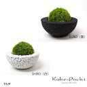【Koke-Pochi】観葉植物 インテリアグリーン 消臭 ...