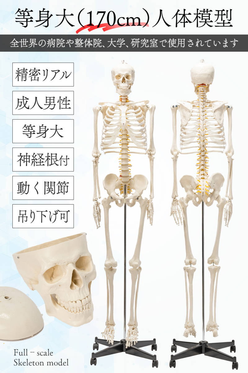 【国際規格認証品】等身大 人体模型 170cm...の紹介画像2