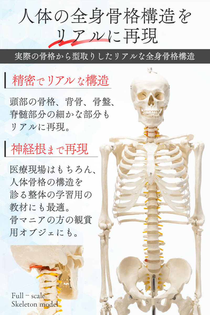 【国際規格認証品】等身大 人体模型 170cm...の紹介画像3