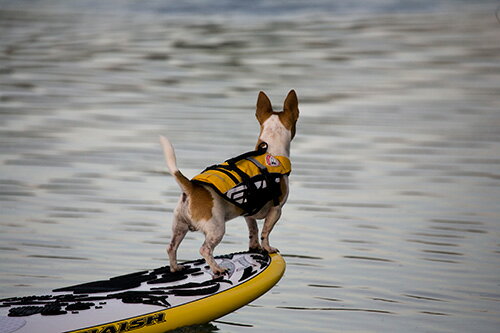 EzyDog イージードッグ DFDマイクロ フローティングジャケット（ライフジャケット） XSサイズ 愛犬と水遊びをしよう！