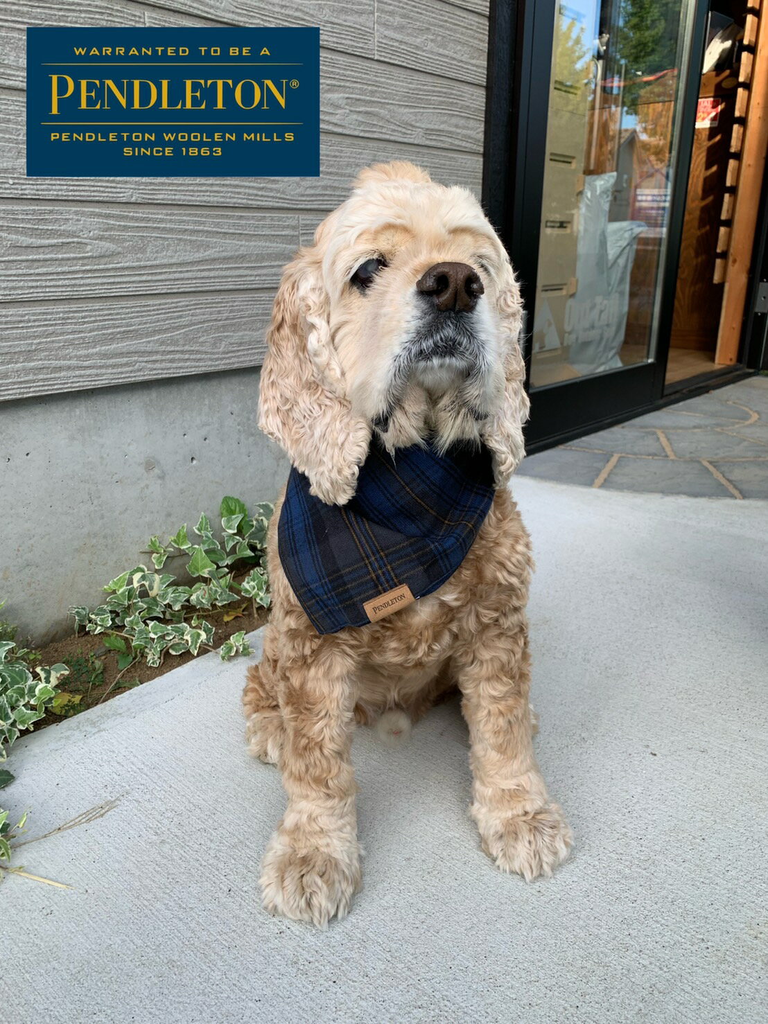 PENDLETON Bandana L/XL（ペンドルトン） バンダナ ワンちゃん用バンダナ　大型犬用　L/XL