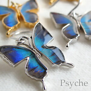 ��SundayNigytSale���̾����䳫�ϵ�ǰ����Psyche�ۥ��꡼��Υ��������꡼����Psyche����ʪ��ĳ�α����Х��ե饤�ԥ����ʥ��꡼���
