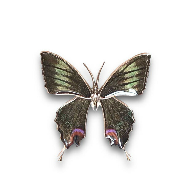 (Psyche/現品) 本物の蝶の翅 アゲハ蝶 ブローチ兼ペンダント [ミヤマカラスアゲハ] [zps025r-miyama]のサムネイル
