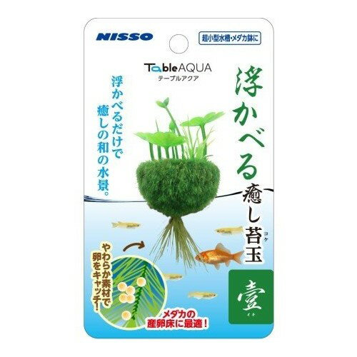 マルカンニッソーテーブルアクア浮かべる癒し苔玉壹（イチ）【レターパックプラスOK】 1