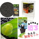 かえる・グミガエルケージ|カエル飼育スターターセット