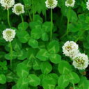 【500g購入用(送料無料)】シロクローバ(品種:ボンバス)(シロクローバー・シロツメグサ)【種子】 ...