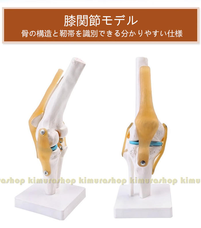 膝関節モデル 膝モデル 膝関節模型 ひざ 膝関節 靭帯 半月板 模型 医療 学習用 モデル 台座 固定 3