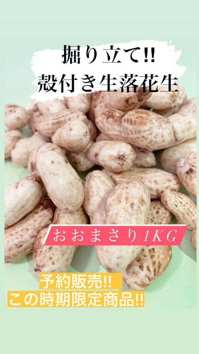 新豆 殻付きおおまさり生落花生 令和4年度産 茹で豆 茹で落花生 千葉県産 殻付き落花生 生落花生 ピーナッツ おおまさり 1Kg 落花生 酒つまみ 植松商店 ※39ショップ送料無料適用！但しクール代金￥250円だけ頂戴下さい。組み合わせ購入時も￥250円かかります。※のサムネイル