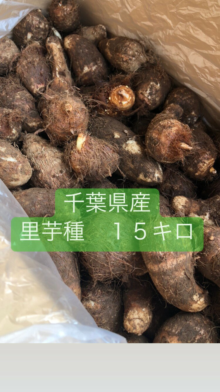 里芋種 里芋 土だれ 千葉県産 食用里芋 野菜 煮物用 15キロ お買い得品 泥付き 畑用 家庭菜園 プランター栽培 送料込み 植松商店 リサイクル段ボール サイズ大中小込々 サイズMIX 返品交換不可 即日発送出来ます