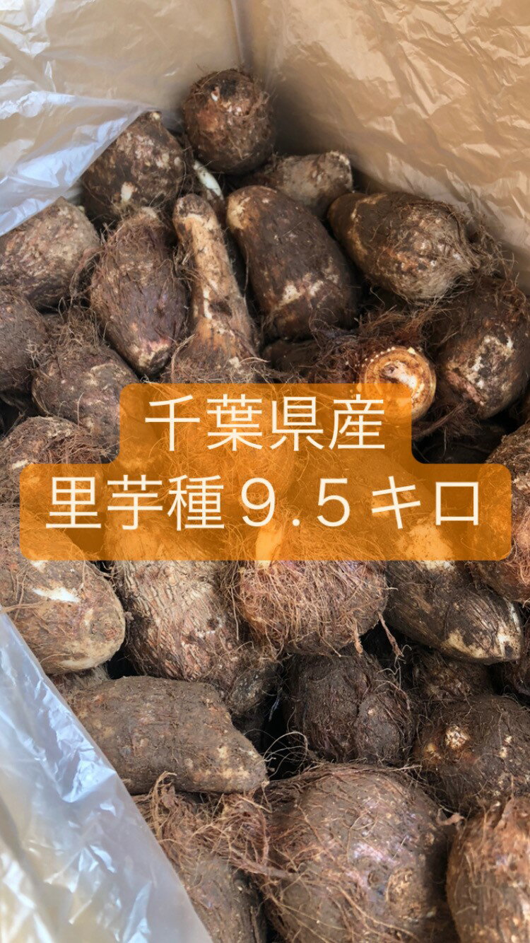 里芋種 里芋 土だれ 千葉県産 食用里芋 野菜 煮物用 9.5キロ お買い得品 泥付き 畑用 家庭菜園 プランター栽培 送料込み 植松商店 リサイクル段ボール サイズ大中小込々 サイズMIX 返品交換不可 即日発送出来ます