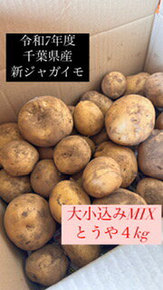 令和7年度 新ジャガイモ じゃがいも 自社農場 農家直販 とうや サイズ大小込MIX 4L～S 植松商店 千葉県産 多古町 ねっとり食感 煮物に最適 ポテトサラダ 用途色々 4k