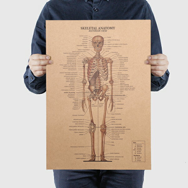 ビンテージ ポスター ボーン 骨格図 全身骨格 人体 骨 医学 クラフト紙 レトロ オールド アンティーク 有名人 ブリキ看板風