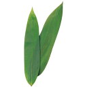 【バラ販売】飾り生笹 徳用笹の葉 軸なし(1袋/100枚入)