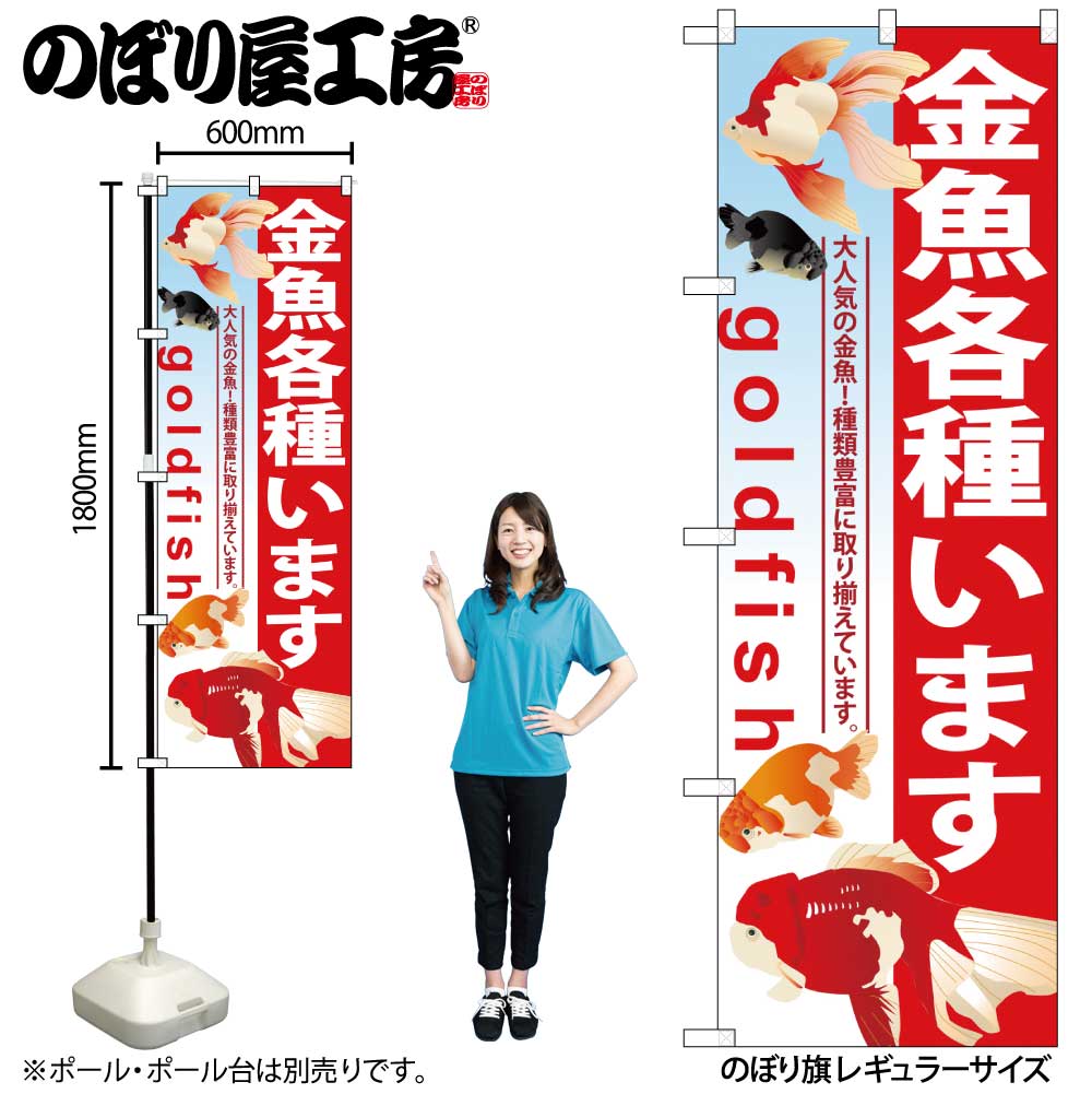 【メール便3枚まで】のぼり のぼり旗 GNB-581 金魚各種います W60×H180cm 1枚 三方三巻 販促 商売繁盛【受注生産品】