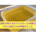 蜜ろうワックス作成キット 蜜蝋ワックス 手作り ハンドメイド オリジナル 無添加