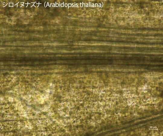 -●植物の品質管理、形態学的特徴の研究で、植物組織を透明化します。●多くの国で規制されている、抱水クロラールの代替品です。●100mLあたり、おおよそ500枚の顕微鏡スライドを透明化処理することができます。●Visikol?透明化試薬シリーズ●3D組織イメージングの世界的リーダーである米国Visikol社は、迅速かつ簡便に動物や植物の組織を透明化する試薬を自社開発しています。●透明化試薬シリーズには、2D組織用、3D培養モデル用、植物用、骨格評価用の試薬があります。●Visikol?for　Plant　Biology?　は、従来の植物サンプルを顕微鏡で可視化するために100年以上使用されてきた抱水クロラールの代替品として、ラトガーズ大学のThomas　Villani博士によって開発されました。●植物サンプルを透明にすることで、植物の品質管理、または複雑な形態学的特徴の研究を効率的に行うことができます。●シロイヌナズナに対するVisikol?for　Plant　Biology?　の優れた透明化作用は、酸性化された抱水クロラール溶液と直接比較した場合、明確に観察することができます。●植物の品質管理、形態学的特徴の研究で、植物組織を透明化します。●多くの国で規制されている、抱水クロラールの代替品です。●100mLあたり、おおよそ500枚の顕微鏡スライドを透明化処理することができます。●Visikol?透明化試薬シリーズ●3D組織イメージングの世界的リーダーである米国Visikol社は、迅速かつ簡便に動物や植物の組織を透明化する試薬を自社開発しています。●透明化試薬シリーズには、2D組織用、3D培養モデル用、植物用、骨格評価用の試薬があります。●Visikol?for　Plant　Biology?　は、従来の植物サンプルを顕微鏡で可視化するために100年以上使用されてきた抱水クロラールの代替品として、ラトガーズ大学のThomas　Villani博士によって開発されました。●植物サンプルを透明にすることで、植物の品質管理、または複雑な形態学的特徴の研究を効率的に行うことができます。●シロイヌナズナに対するVisikol?for　Plant　Biology?　の優れた透明化作用は、酸性化された抱水クロラール溶液と直接比較した場合、明確に観察することができます。※メーカー出荷品のため欠品している場合がございます。その場合、キャンセルさせていただきますのでご了承ください。※※お届け予定日も表示日より遅くなる場合もあります。※