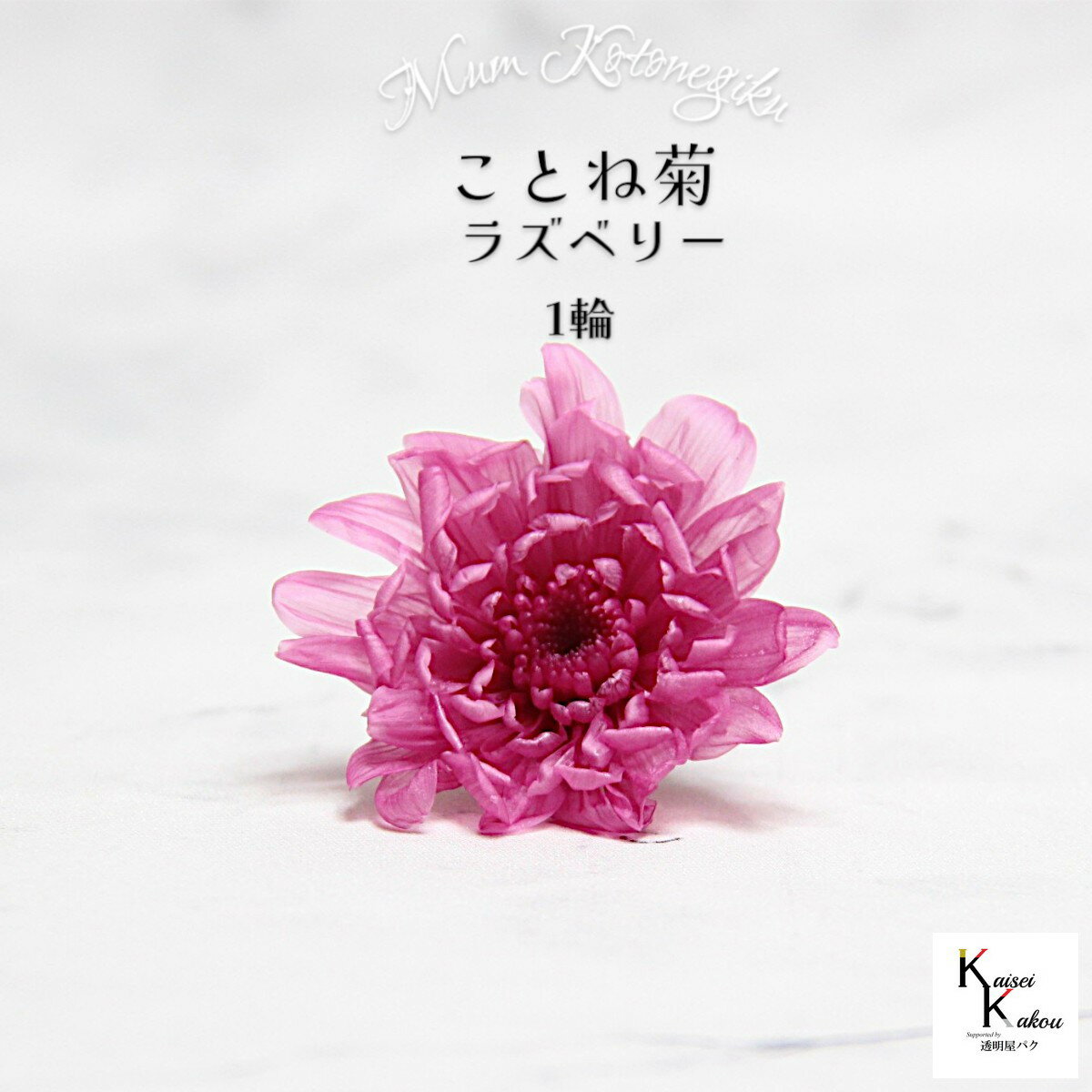 大地農園　「ことね菊 ラズベリー 1輪」　プリザーブドフラワー　プリザ　ハーバリウム　小花 ドライフラワー ハーバリウム アロマワックスバー 自然からの贈り物。大地農園プリザーブドフラワー！ 暮らしに馴染む優しい色合いの仏花だけではなくかわいいお正月やアレンジにもお使いいただけます。人気の菊にふんわりと可愛い色合いを加えました。※加工の都合上多少軸に型が付いているものがあります。お部屋にお花を飾りたいけど生花は管理が大変そう・・・」という方や「インテリアとしてお花を取り入れたい」という方に。リース、アレンジ、ワックスサシェなどに...便利に使えます。取扱いの注意プリザーブドフラワーは湿気をとても嫌います。湿度の高い場所では枝や茎の切り口や表面から保存液や染料が染み出すことがあり、衣服などを汚す恐れがあります。ご使用の際には充分ご注意ください。※なるべくふんわりと梱包いたしますが、配送による破損、潰れ、ほころびなどが生じることがございます。ご心配な方は宅配便をご指定下さい。※配送の都合上、商品を箱に直接梱包することもございます。※配送の都合上、使えない根元の部分はカットする場合があります。重量はカット前の重量となります。※高温多湿の場所では染料が切り口や表面からもれることがありますので、ご注意ください。※天然素材を使用している為、商品により色、サイズなど多少の違いが生じる場合がございます。※パッケージデザイン等が予告なく変更される場合もあります。※商品廃番・メーカー欠品など諸事情によりお届けできない場合がございます。※上記内容におけます返品交換は承れませんので、あらかじめご了承ください。 5