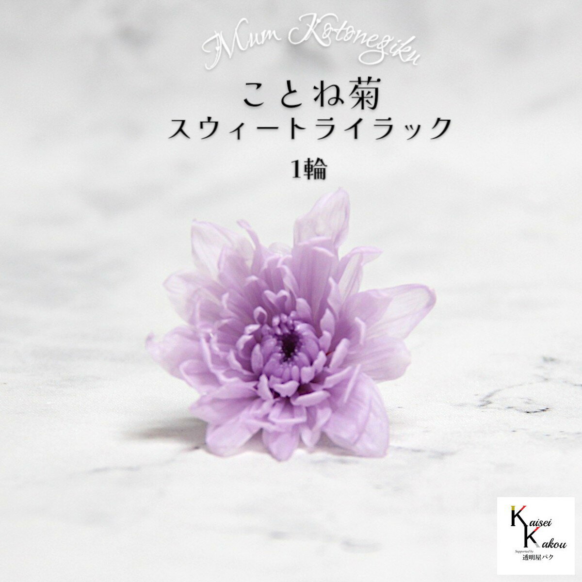 大地農園　「ことね菊 スウィートライラック 1輪」　プリザーブドフラワー　プリザ　ハーバリウム　小花 ドライフラワー ハーバリウム アロマワックスバー
