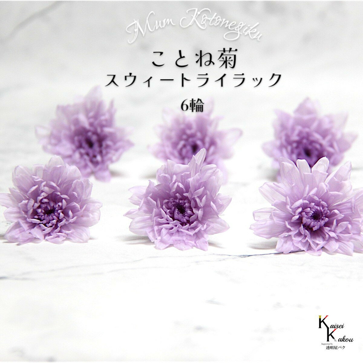 大地農園　「ことね菊 スウィートライラック 6輪」　プリザーブドフラワー　プリザ　ハーバリウム　小..
