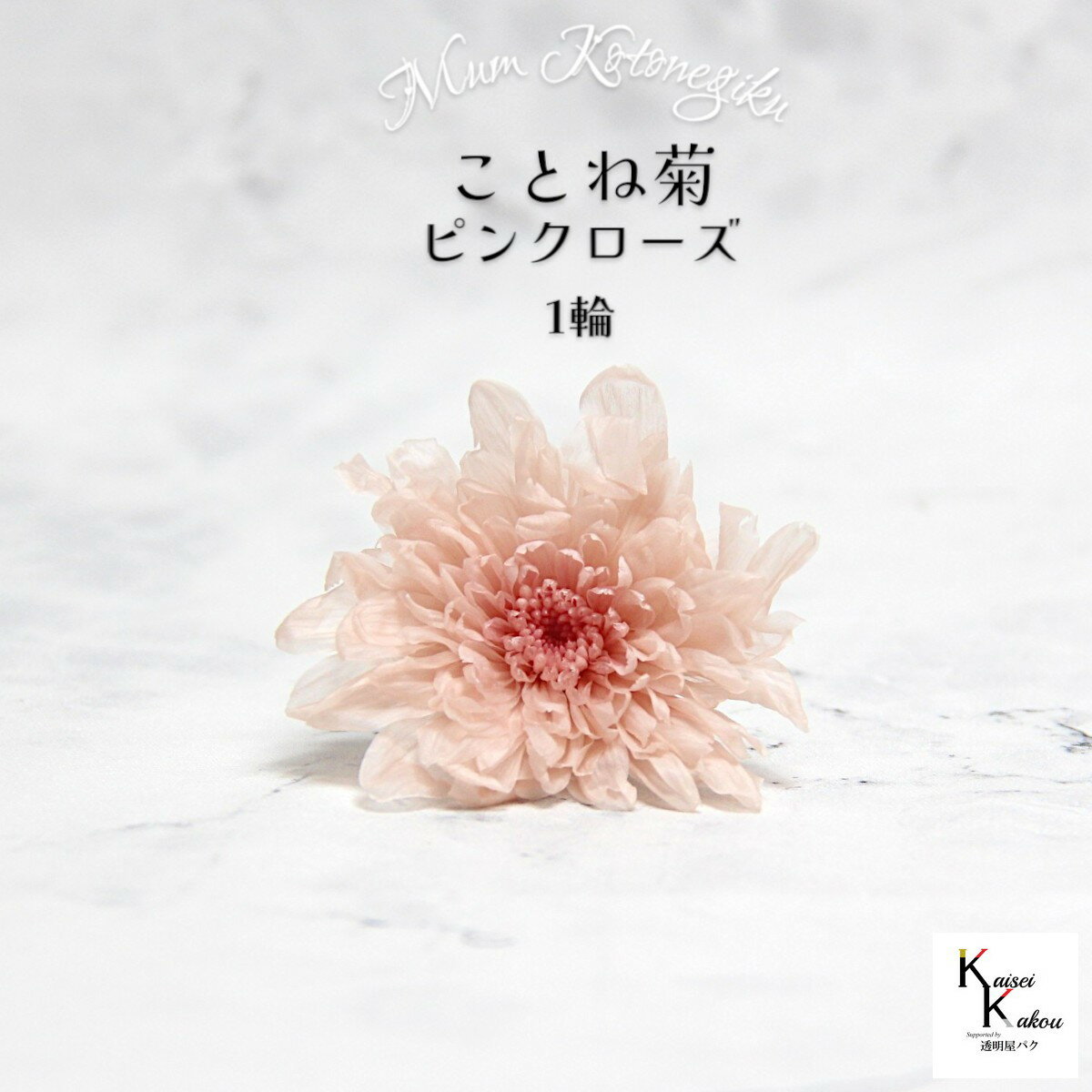 大地農園　「ことね菊 ピンクローズ 1輪」　プリザーブドフラワー　プリザ　ハーバリウム　小花 ドライフラワー ハーバリウム アロマワックスバー 自然からの贈り物。大地農園プリザーブドフラワー！ 暮らしに馴染む優しい色合いの仏花だけではなくかわいいお正月やアレンジにもお使いいただけます。人気の菊にふんわりと可愛い色合いを加えました。※加工の都合上多少軸に型が付いているものがあります。お部屋にお花を飾りたいけど生花は管理が大変そう・・・」という方や「インテリアとしてお花を取り入れたい」という方に。リース、アレンジ、ワックスサシェなどに...便利に使えます。取扱いの注意プリザーブドフラワーは湿気をとても嫌います。湿度の高い場所では枝や茎の切り口や表面から保存液や染料が染み出すことがあり、衣服などを汚す恐れがあります。ご使用の際には充分ご注意ください。※なるべくふんわりと梱包いたしますが、配送による破損、潰れ、ほころびなどが生じることがございます。ご心配な方は宅配便をご指定下さい。※配送の都合上、商品を箱に直接梱包することもございます。※配送の都合上、使えない根元の部分はカットする場合があります。重量はカット前の重量となります。※高温多湿の場所では染料が切り口や表面からもれることがありますので、ご注意ください。※天然素材を使用している為、商品により色、サイズなど多少の違いが生じる場合がございます。※パッケージデザイン等が予告なく変更される場合もあります。※商品廃番・メーカー欠品など諸事情によりお届けできない場合がございます。※上記内容におけます返品交換は承れませんので、あらかじめご了承ください。 5