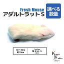 「アダルトラットS 選べる数量 Biokimia 」 約13cm 60~80g 冷凍マウス 冷凍ラット フレッシュマウス フレッシュラット 冷凍餌 エサ えさ 爬虫類 両生類 猛禽類 大型魚 大型肉食魚