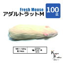 「アダルトラットM 100匹 Biokimia 」 約14cm 100~120g 冷凍マウス 冷凍ラット フレッシュマウス フレッシュラット 冷凍餌 エサ えさ 爬虫類 両生類 猛禽類 大型魚 大型肉食魚
