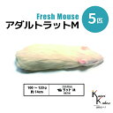 「アダルトラットM 5匹 Biokimia 」 約14cm 100〜120g 冷凍マウス 冷凍ラット フレッシュマウス フレッシュラット 冷凍餌 エサ えさ 爬...