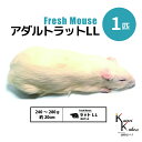 「アダルトラットLL 1匹 Biokimia 」 約20cm 240~280g 冷凍マウス 冷凍ラット フレッシュマウス フレッシュラット 冷凍餌 エサ えさ 爬虫類 両生類 猛禽類 大型魚 大型肉食魚