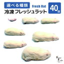 「ラット 40匹 選べる種類 Biokimia 」 冷凍ラット 冷凍マウス フレッシュラット フレッシュマウス 冷凍餌 エサ えさ 爬虫類 両生類 猛禽類 大型...