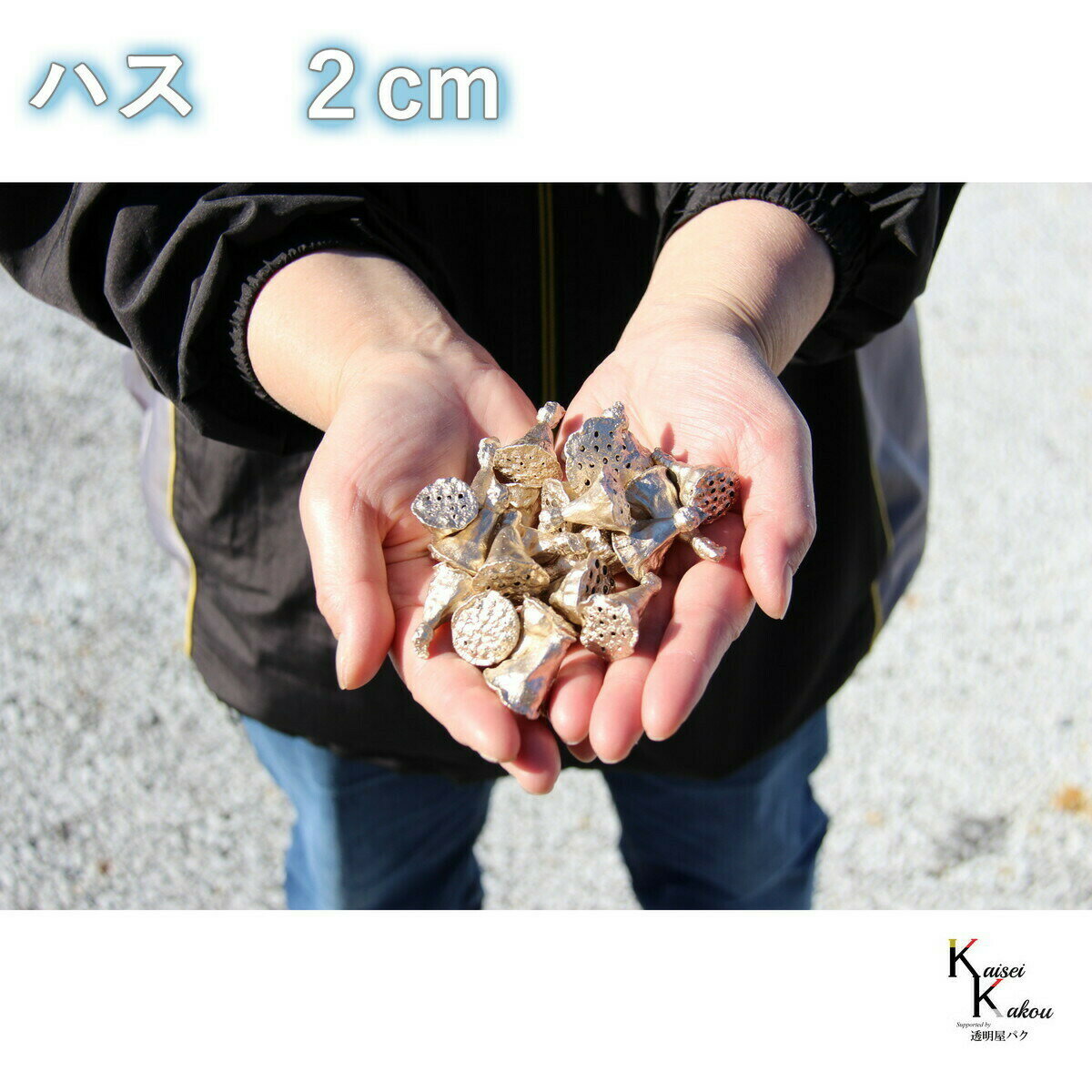 プリザーブド ハーバリウム 「ミニハス 2cm 11g プラチナ」プリザーブドフラワー スワッグ ワークショップ パーツ サシェ キャンドル ワックス 封入 アレンジメント 花材 花資材 花材木の実 フルーツ 果実 ナッツ ドライ 自然素材 ドライフラワー インテリアフラワー