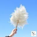 プリザーブド ハーバリウム 「ヒメワラビ 白 1束」プリザ 花材 ハーバリウム おしゃれ かわいい プレゼント 贈り物 オオチノウエン