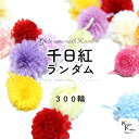 大地農園!プリザーブドフラワー 「千日紅 11カラー ランダム 300輪 」 センニチコウ ヘッドのみ プリザ 花材 ハーバリウム おしゃれ かわいい プレゼン...
