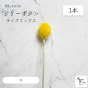 大地農園!プリザーブドフラワー 「ビリーボタン サイズミックス N 1本」プリザ 花材 ハーバリウム おしゃれ かわいい プレゼント 贈り物 オオチノウエン