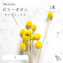 大地農園!プリザーブドフラワー 「ビリーボタン サイズミックス N 1束」プリザ 花材 ハーバリウム おしゃれ かわいい プレゼント 贈り物 オオチノウエン