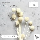 大地農園!プリザーブドフラワー 「ビリーボタン オフホワイト 1束」プリザ 花材 ハーバリウム おしゃれ かわいい プレゼント 贈り物 オオチノウエン