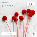 大地農園!プリザーブドフラワー 「ビリーボタン レッド 1束」プリザ 花材 ハーバリウム おしゃれ かわいい プレゼント 贈り物 オオチノウエン