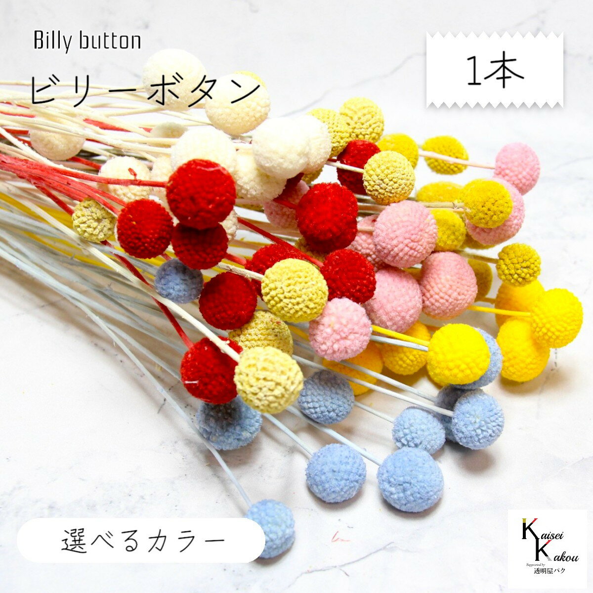 大地農園！プリザーブドフラワー 「ビリーボタン カラーが選べる 1本」プリザ 花材 ハーバリウム おしゃれ かわいい プレゼント 贈り物　オオチノウエン